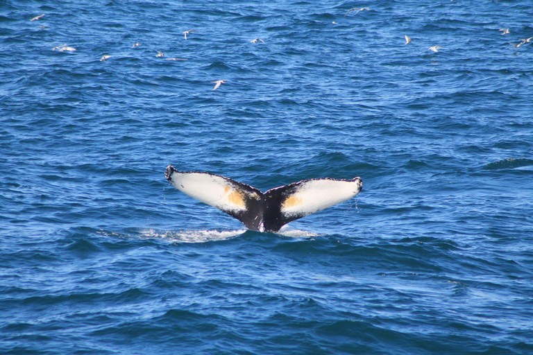 Reykjavik: Excursão para observação de baleias e puffins