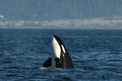 Anacortes: Full Day Whale/Wildlife Tour; Friday Harbor Stop