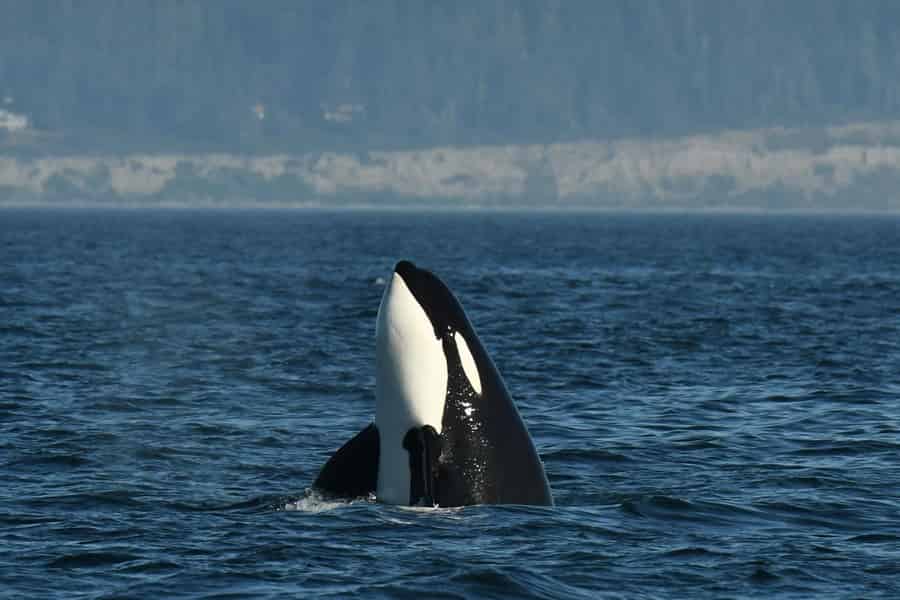 Anacortes: Ganztägige Wal-/Wildtier-Tour; Friday Harbor Stop. Foto: GetYourGuide