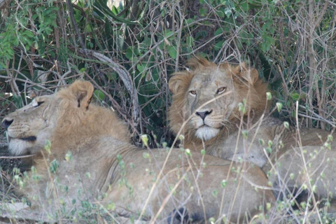 Ciej Tours 9 dagar Gorillavandring och Nanyuki, Mount Kenya