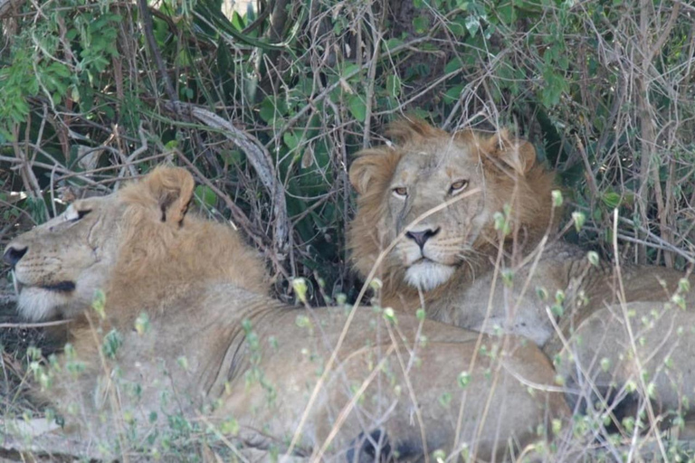 Ciej Tours 9 jours Trekking Gorilles et Nanyuki, Mt Kenya