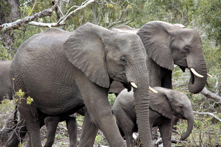 Safari de luxe à Mikumi - ZANZIBAR AU PN MIKUMI : 2 JOURS 1 NUIT