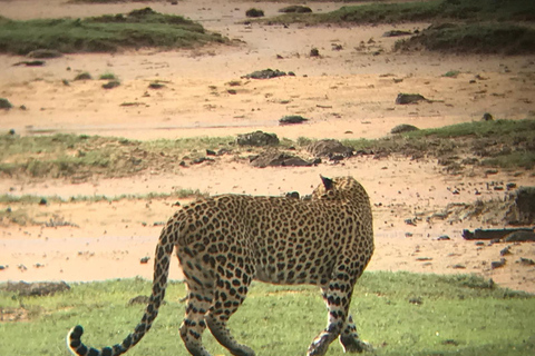 Minneriya National Park Safari mit Jeep &amp; Eintrittskarte