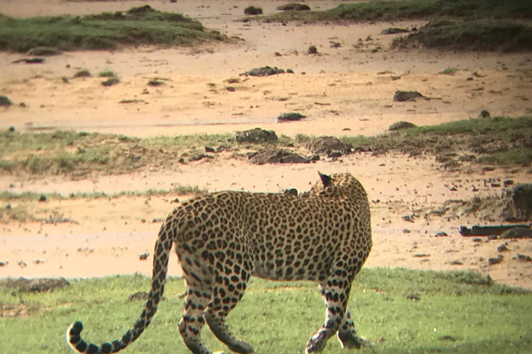 Safari w Parku Narodowym Minneriya z jeepem i biletem wstępu