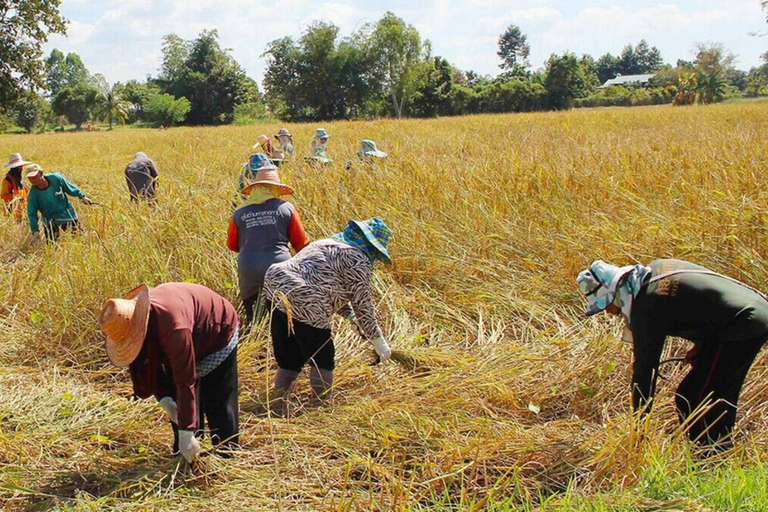 Chiang Mai: Jungle Trek, Elephants care & Bamboo Rafting