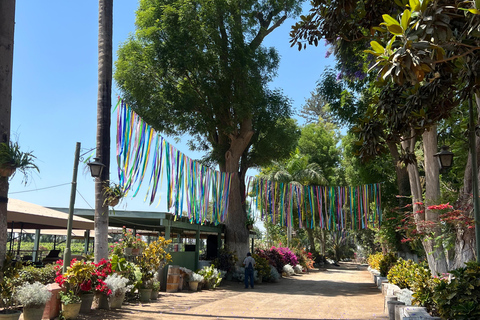 Von Ica oder Huacachina: Tour zum Tacama-Weinberg und zur handwerklichen Weinkellerei.