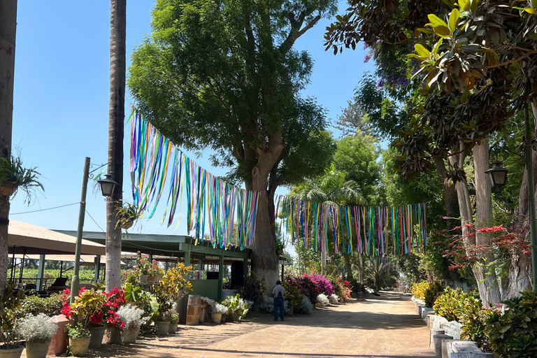 De Ica ou Huacachina: Visita a Vinha e Adega Artesanal de Tacama.