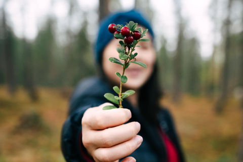 Rovaniemi: Arctic Wild Berry & Mushroom Foraging and Tasting