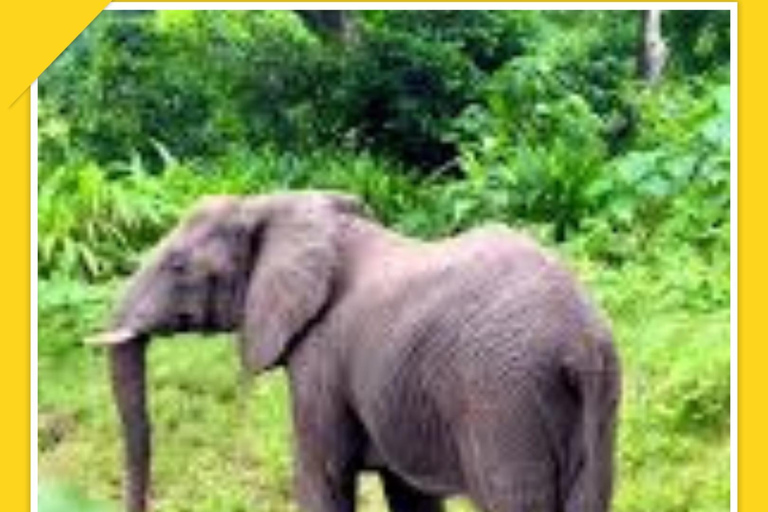 Addis Abeba: 7-dniowa wycieczka do parków narodowych Chebera i Maze