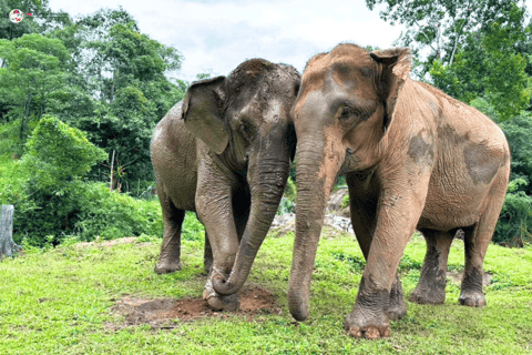 Chiang Mai: Elephant Sanctuary & Watch Sunrise at Temple