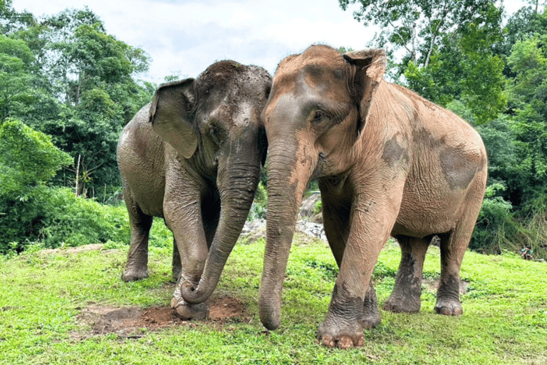 Chiang Mai: Elephant Sanctuary & Watch Sunrise at Temple