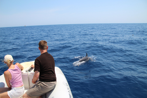 Cala d'Or: Dolphin sightseeing tour with dolphin watching Cala d'Or: Sightseeing tour with dolphin watching