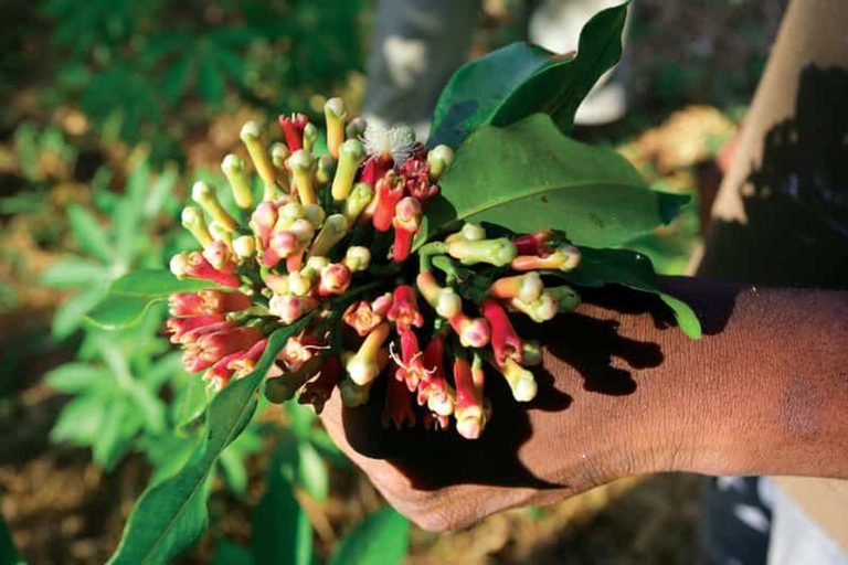 The spice farm and The city tour stone town