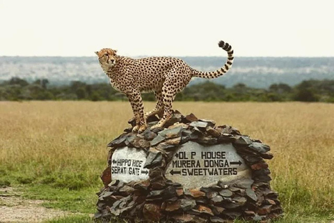 Nairobi: Ol Pejeta Conservancy Day Trip with Game Drives