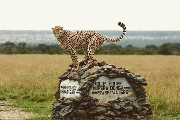 Nairobi: Ol Pejeta Conservancy Day Trip with Game Drives