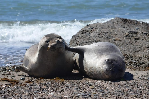 Puerto Madryn: Full-Day Wildlife Safari on Peninsula Valdés Peninsula Valdés: Private Full-Day Excursion from Puerto Madryn