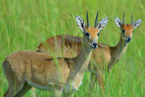 恩德培/坎帕拉：3日莫西森瀑布之旅与犀牛追踪