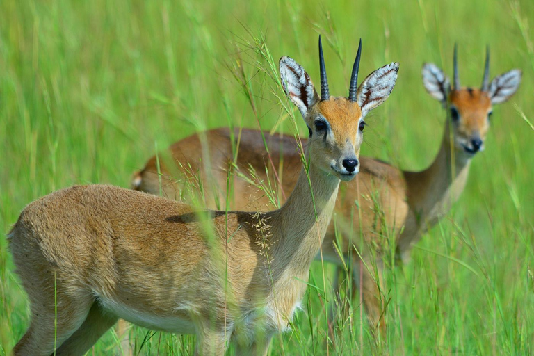 恩德培/坎帕拉：3日莫西森瀑布之旅与犀牛追踪