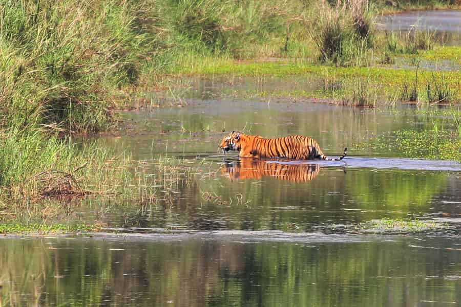 Kathmandu: 3-tägige Chitwan Safari Tour mit Hoteltransfers. Foto: GetYourGuide