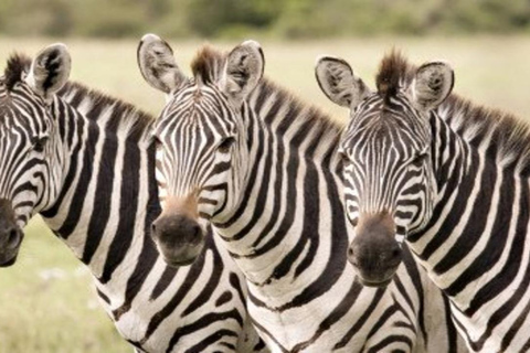 Nairobi: Masai Mara 3-Day Safari with Meals and Guide 3 Days 2 Nights Mara Joining Cruiser Accommodation Upgrade