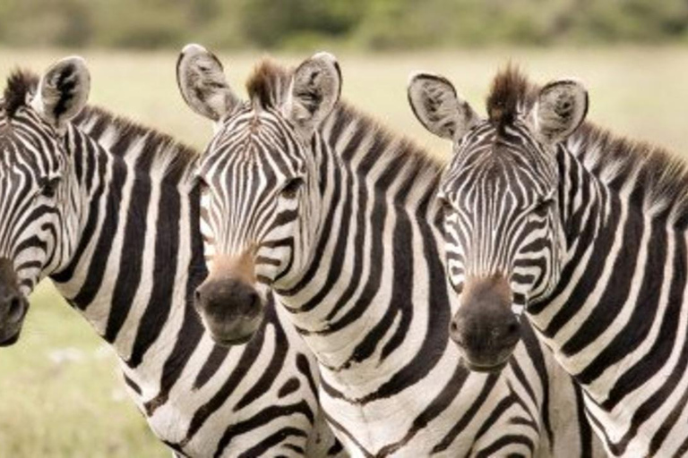 Nairobi: Masai Mara 3-Day Safari with Meals and Guide 3 Days 2 Nights Mara Joining Cruiser Accommodation Upgrade
