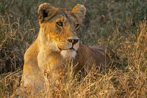 2-daags safariavontuur naar Nyerere vanuit Zanzibar per vlucht