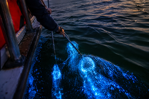 Kuala Selangor: Eagles Watching, Fireflies & Blue Tears