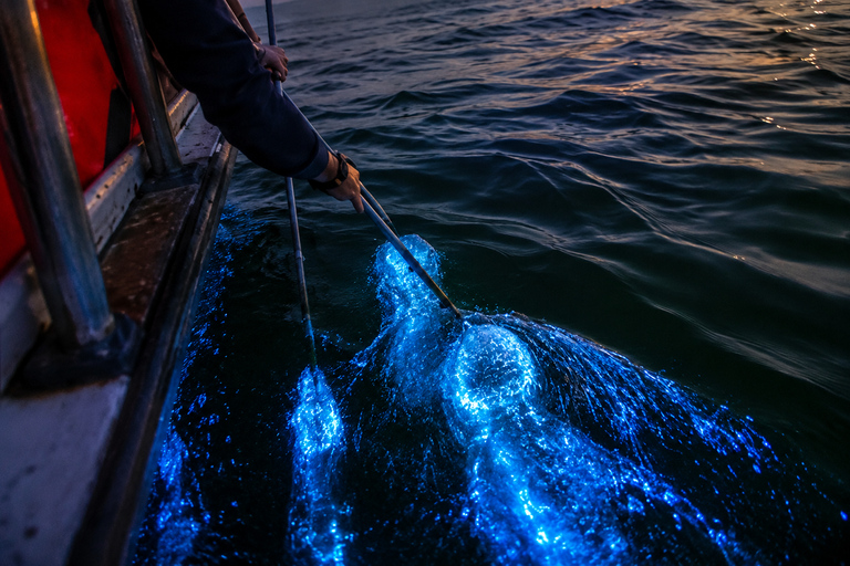 Kuala Selangor: Eagles Watching, Fireflies & Blue Tears