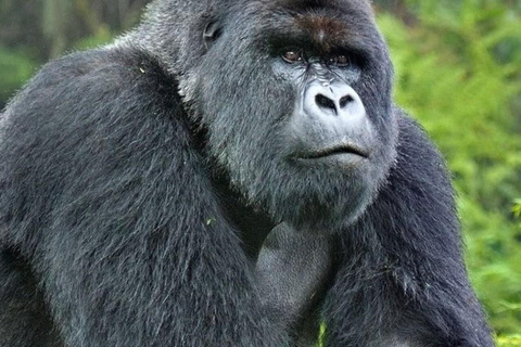 From Entebbe: 7-Day Uganda Safari with Gorilla Trekking