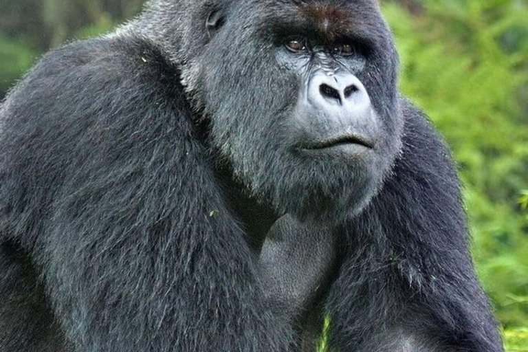 From Entebbe: 7-Day Uganda Safari with Gorilla Trekking