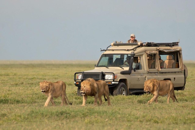 Visit 3-Day Short Tanzania Safari in Ngorongoro