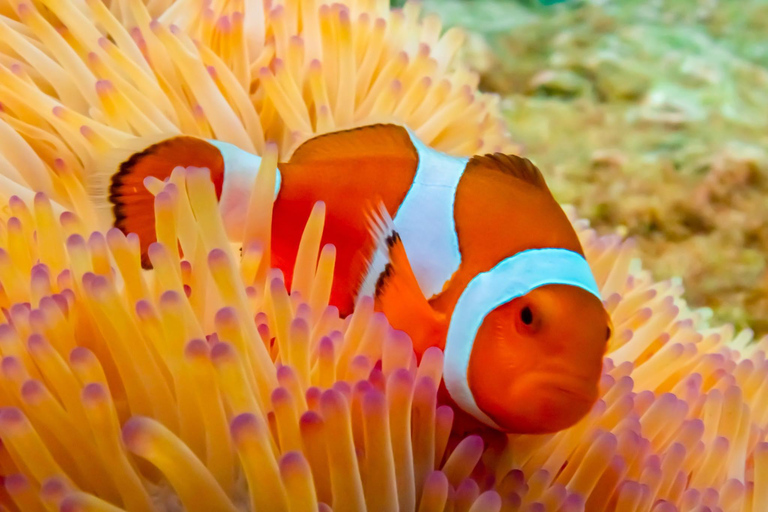 Van ฺBKK: Nemo Island-ervaring + lunch in restaurant aan zeeOphaalservice vanuit hotels in Bangkok