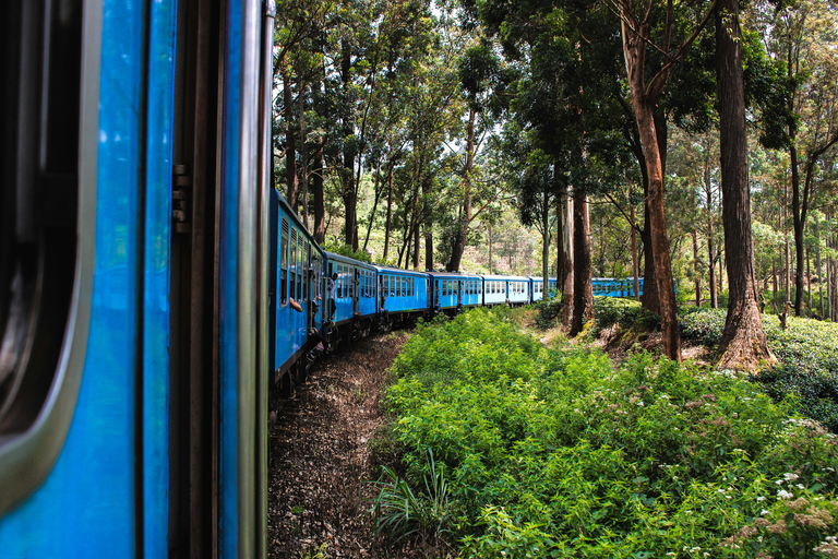 Colombo to Aberdeen Falls Train Tour with private vehicle