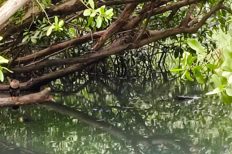 From Merida: Sightseeing tour to Celestún, Flamenco Route, Mangroves, and Estuary From Merida: Tour to Celestun, Flamenco Route, Mangroves, and Estuary