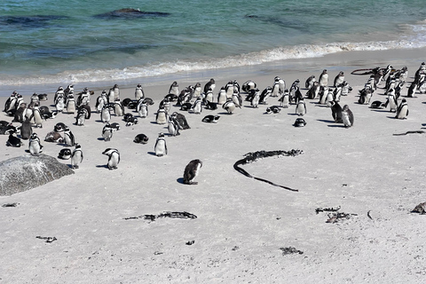 Cape of Good Hope, Chapman's Peak Drive, Penguins , Seals