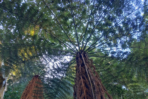 Auckland: Urban Rainforest Half-Day Small Group Walking Tour
