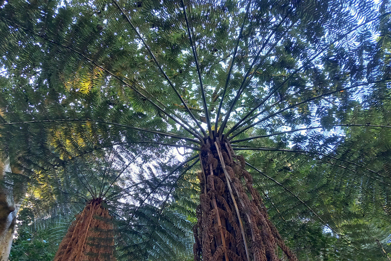 Auckland: Urban Rainforest Half-Day Small Group Walking Tour