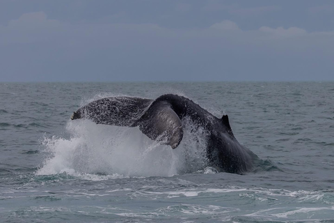 Whale Watching Maputo