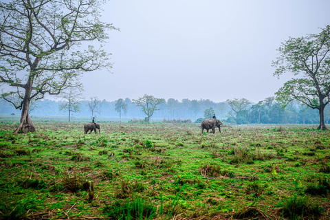 Chitwan:2 Nächte 3 Tage Dschungel Safari Abenteuer Tour2 Nächte 3 Tage Chitwan Dschungel Safari Abenteuer Touren