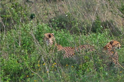 Nairobi National Park Game Drive Safari With Pick-Up