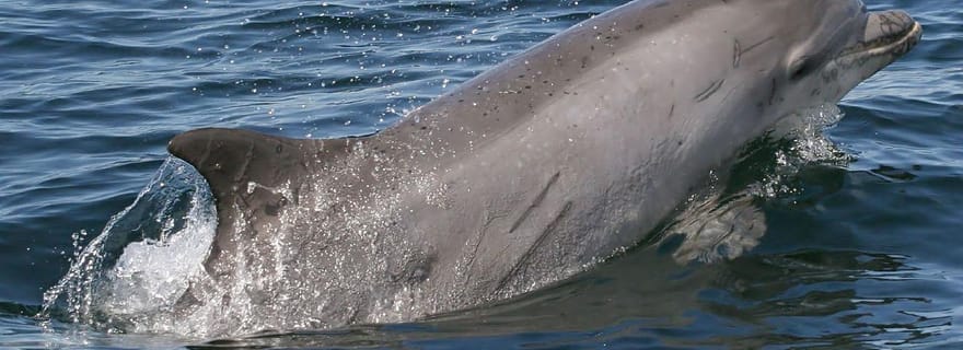 Punta Gorda : excursion en bateau privé à la découverte des dauphins et de Cabbage Key.