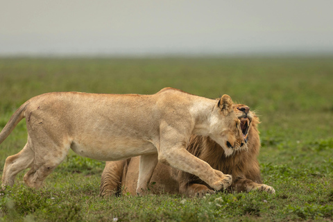 2-Day Tsavo East Safari from Mombasa & Diani