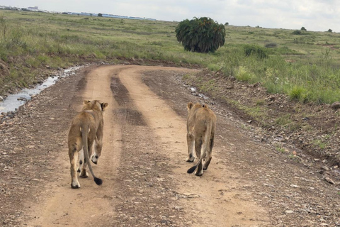 Nairobi National Park Half-Day Safari – Wildlife Game Drive