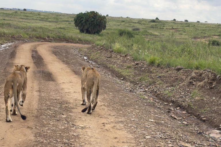 Nairobi National Park Half-Day Safari – Wildlife Game Drive