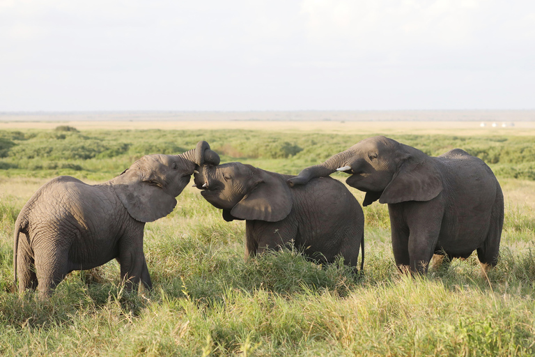 Safari privado de 4 dias a Tarangire e SerengetiSafari privado de 4 dias para Tarangire e Serengeti