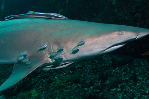 Bondi: Immersione con gli squali a Bushrangers Bay per subacquei certificati