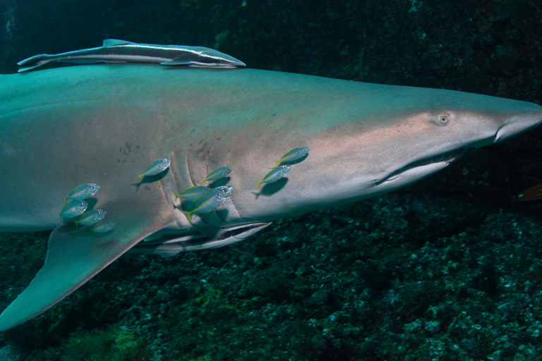 Bondi: Shark Dive at Bushrangers Bay for Certified Divers