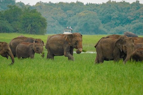 Minneriya Safari: Morning Birds or Afternoon Herds