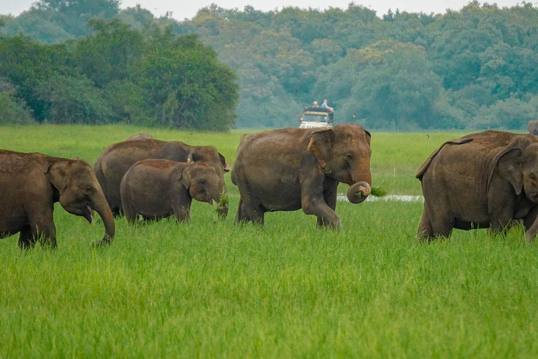 Minneriya Safari: Morning Birds or Afternoon Herds
