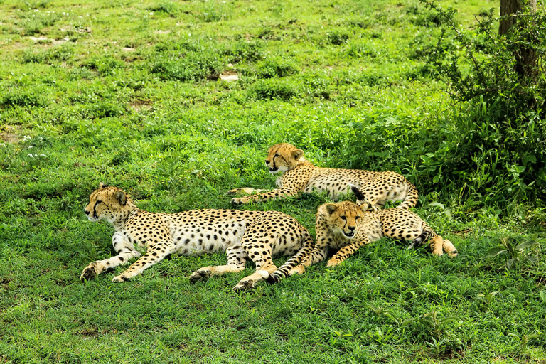 塔兰吉雷国家公园和恩戈罗恩戈罗保护区 2 日游。塔兰吉雷国家公园和恩戈罗恩戈罗火山口 2 日游。